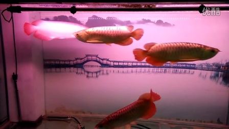 龍魚和黑魚養在一起可能會導致一方死亡，水產養殖戶建議單獨飼養：龍魚和黑魚養一起會死嗎？