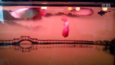 龍魚和黑魚養在一起可能會導致一方死亡，水產養殖戶建議單獨飼養：龍魚和黑魚養一起會死嗎？