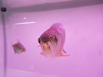 龍魚是上層魚還是下層魚：如何預防龍魚趴缸現象
