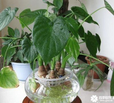 半圓形魚缸好嗎風水好嗎(半圓形魚缸與方形魚缸對比如何維護半圓形魚缸水質) 龍魚百科 第3張 半圓形魚缸好嗎風水好嗎(半圓形魚缸與方形魚缸對比如何維護半圓形魚缸水質) 半圓形魚缸好嗎風水好嗎(半圓形魚缸與方形魚缸對比如何維護半圓形魚缸水質) 龍魚百科 第3張