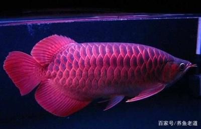 金龍魚過濾系統：金龍魚的過濾系統