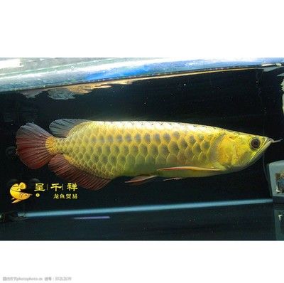 廣州呈千祥龍魚貿易有限公司簡介：呈千祥龍魚貿易公司簡介
