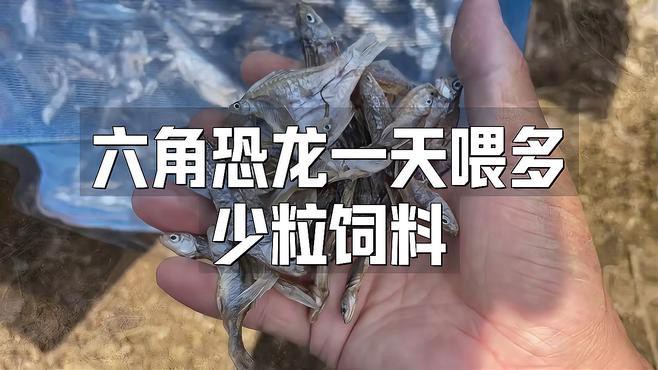 六角恐龍魚一次喂多少飼料