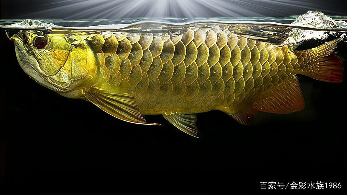 哪種品牌的燈管最適合過背金龍魚？