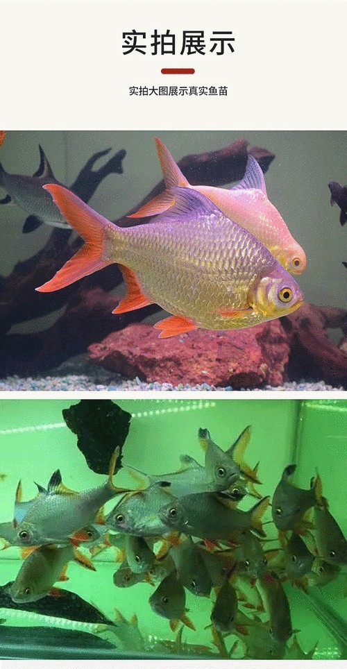 紅龍和白子銀龍魚混養好嗎圖片大全
