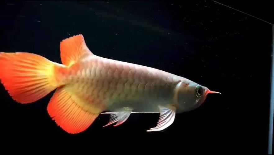 紅龍和白子銀龍魚混養好嗎圖片大全