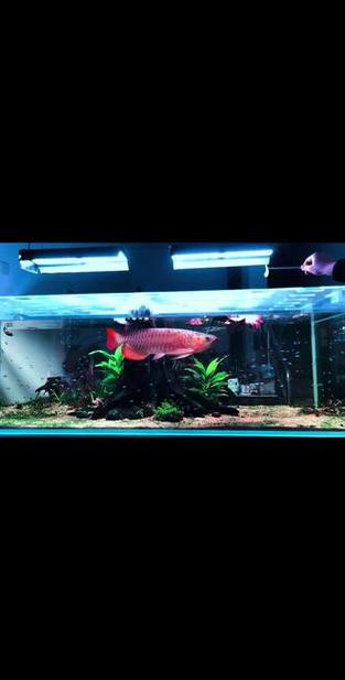 紅龍和白子銀龍魚混養好嗎圖片大全