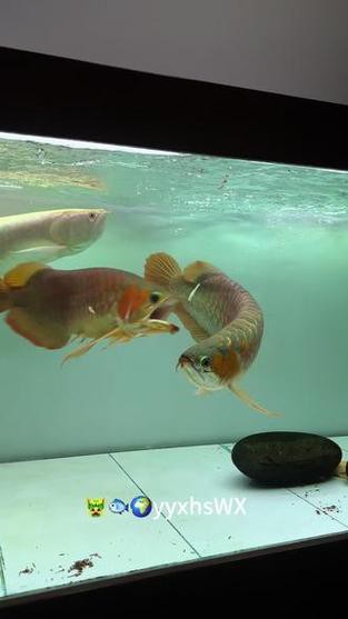紅龍和白子銀龍魚混養好嗎圖片大全