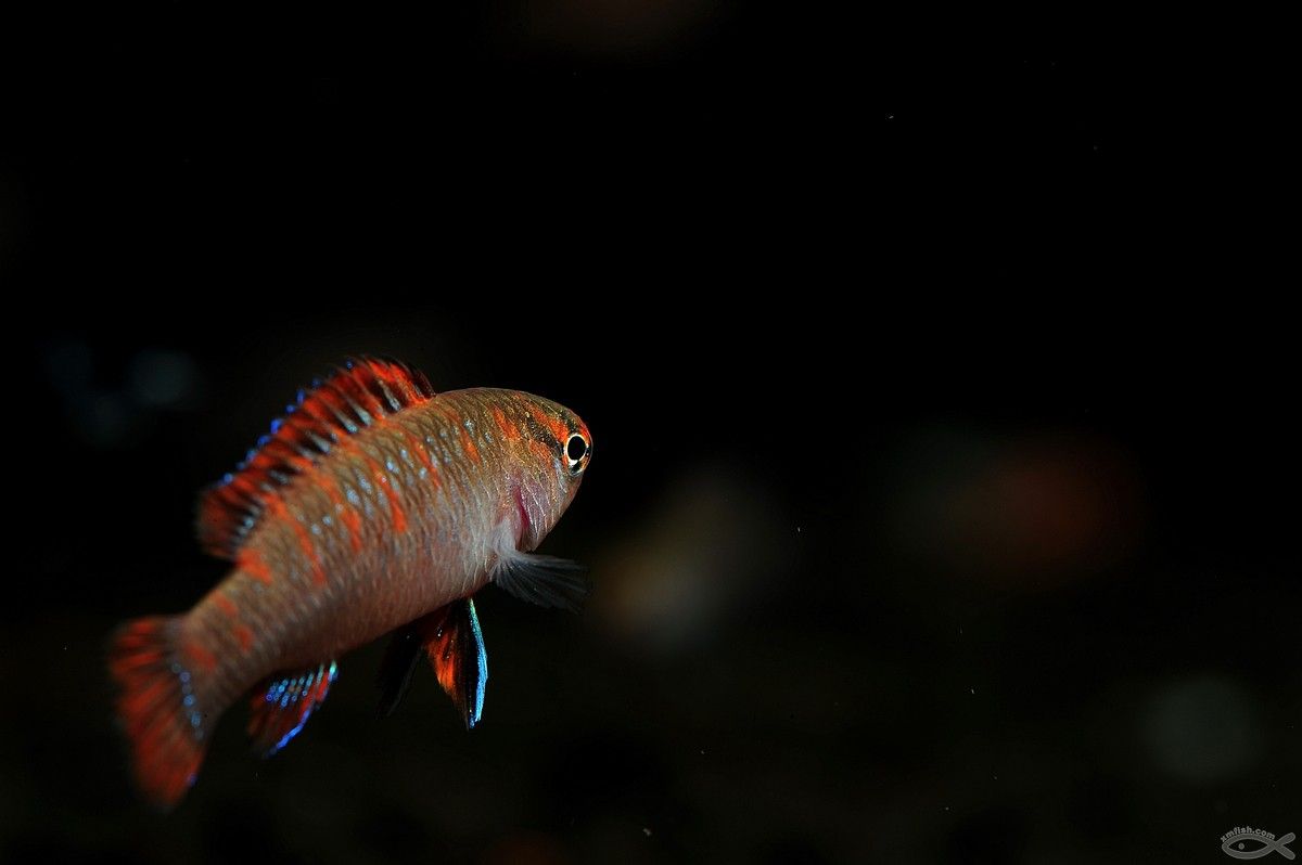 龍魚變色怎么回事啊圖片：龍魚顏色變化的機(jī)制 龍魚變色怎么回事啊圖片：龍魚顏色變化的機(jī)制 龍魚百科 第3張