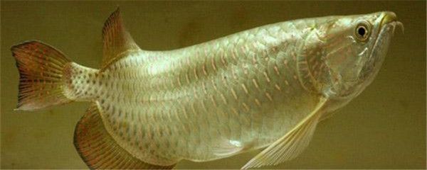 龍魚變色怎么回事啊圖片：龍魚顏色變化的機(jī)制 龍魚變色怎么回事啊圖片：龍魚顏色變化的機(jī)制 龍魚百科 第4張