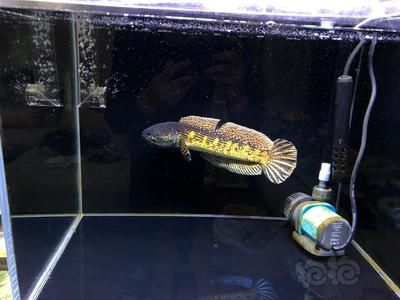 黃金眼鏡蛇雷龍魚用多大的缸（黃金眼鏡蛇雷龍魚的飼養缸尺寸）