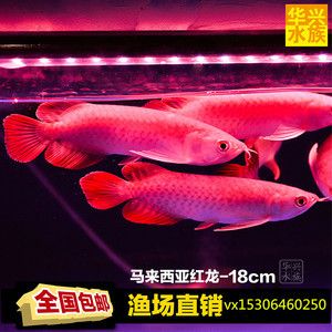 金龍魚苗批發(fā)價格：金龍魚苗批發(fā)價格是多少 金龍魚苗批發(fā)價格：金龍魚苗批發(fā)價格是多少 龍魚百科 第3張