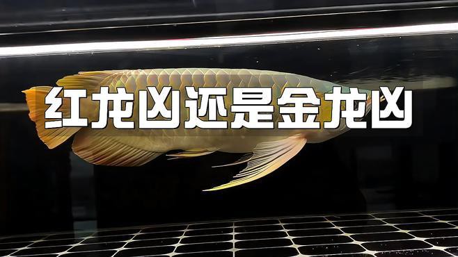 金龍魚紅尾和金尾哪個好