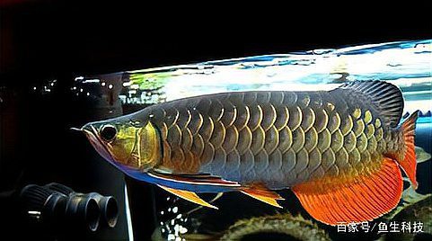 金龍魚紅尾和金尾哪個好