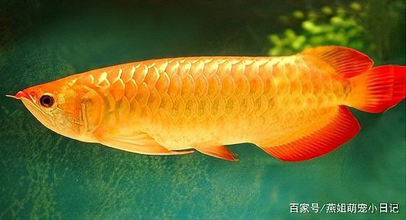 金龍魚紅尾和金尾哪個好