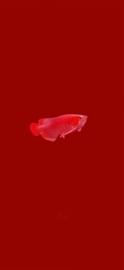 哪里可以找到金龍魚高清全景圖？