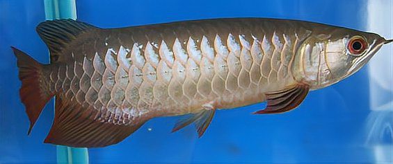 哪里可以找到金龍魚高清全景圖？