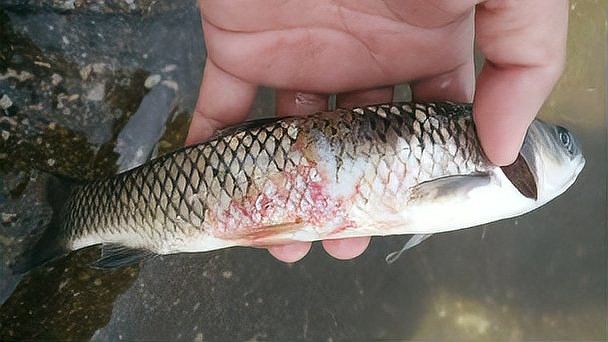 魚真菌病最佳治療方法 魚真菌病最佳治療方法 龍魚百科 第24張