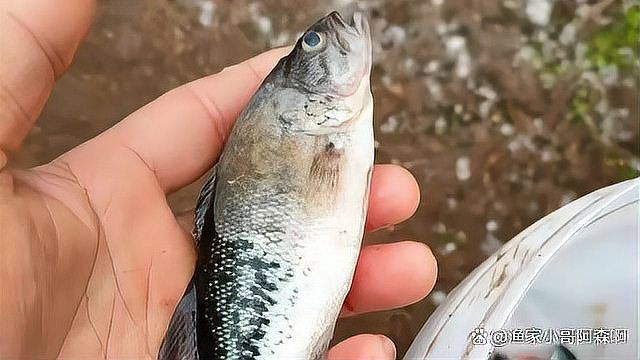 魚真菌病最佳治療方法 魚真菌病最佳治療方法 龍魚百科 第15張