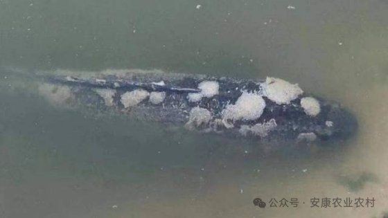 魚真菌病最佳治療方法 魚真菌病最佳治療方法 龍魚百科 第21張