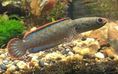 血斑一型雷龍魚怎樣分公母：如何鑒別血斑一型雷龍魚的公母