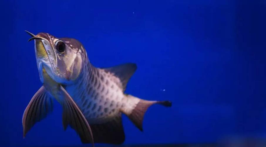 福龍龍魚圖片高清圖 福龍龍魚圖片高清圖 龍魚百科 第18張