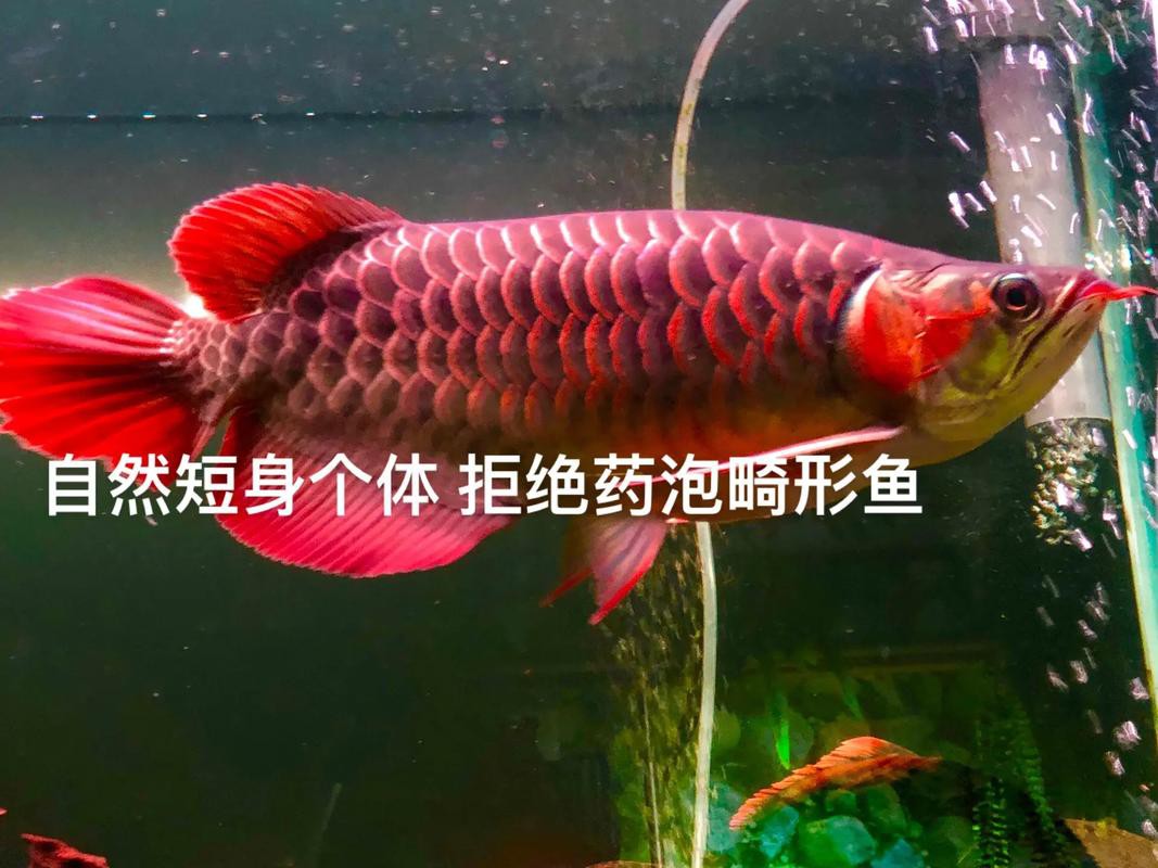 福龍龍魚圖片高清圖 福龍龍魚圖片高清圖 龍魚百科 第9張