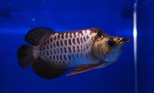 福龍龍魚圖片高清圖 福龍龍魚圖片高清圖 龍魚百科 第17張