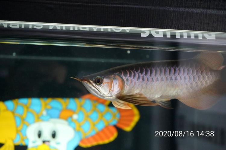 福龍龍魚圖片高清圖 福龍龍魚圖片高清圖 龍魚百科 第8張