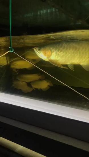 福龍龍魚圖片高清圖 福龍龍魚圖片高清圖 龍魚百科 第10張