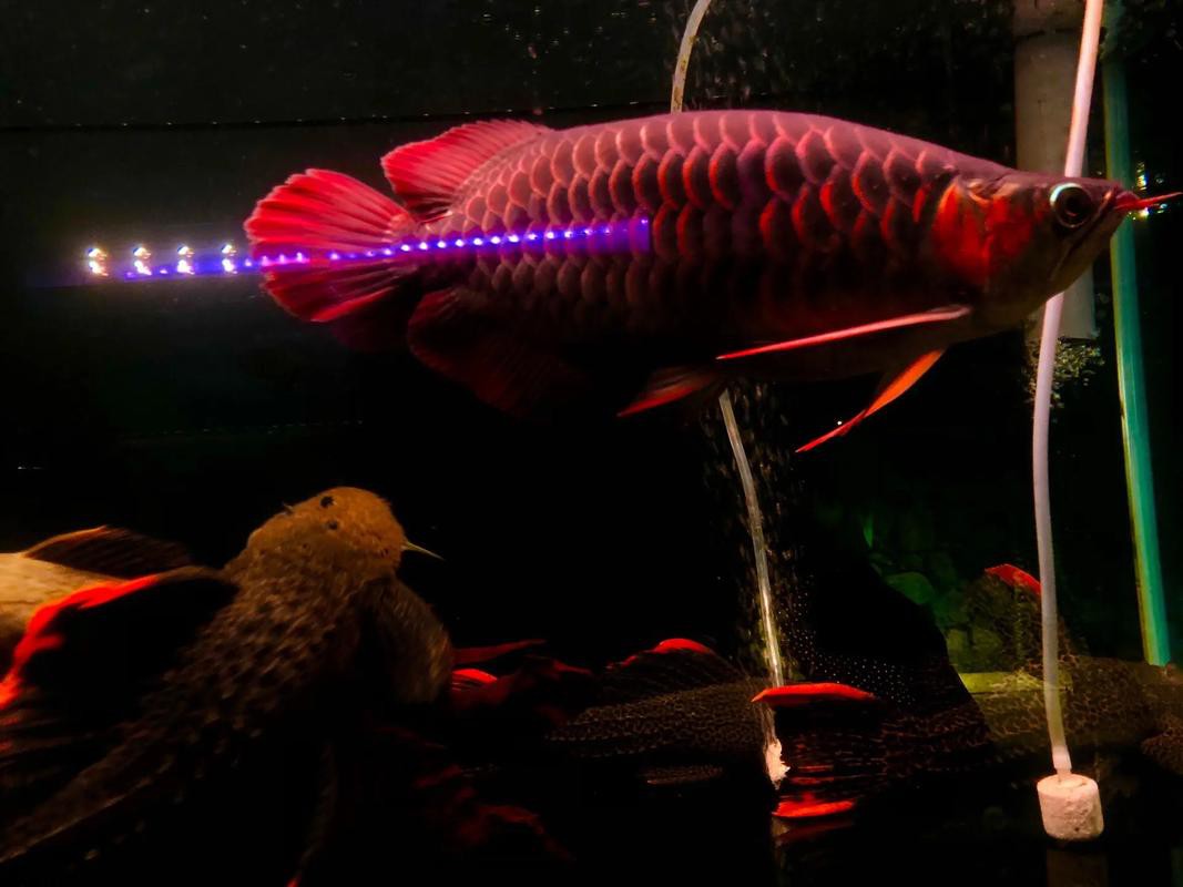 福龍龍魚圖片高清圖 福龍龍魚圖片高清圖 龍魚百科 第1張