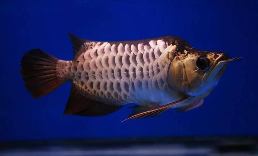 福龍龍魚圖片高清圖 福龍龍魚圖片高清圖 龍魚百科 第12張