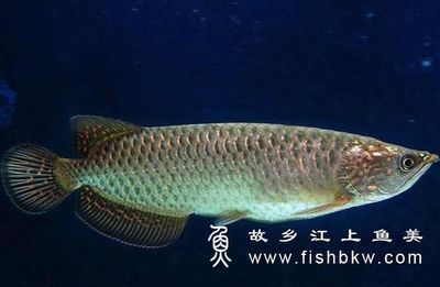 龍魚怎樣看年齡(如何判斷龍魚年齡) 龍魚百科 第4張 龍魚怎樣看年齡(如何判斷龍魚年齡) 龍魚怎樣看年齡(如何判斷龍魚年齡) 龍魚百科 第4張