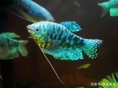 觀賞魚龍魚價格走勢：火爆畜牧招商網提供龍魚價格行情，龍魚價格受多種因素影響 觀賞魚龍魚價格走勢：火爆畜牧招商網提供龍魚價格行情，龍魚價格受多種因素影響 龍魚百科 第1張