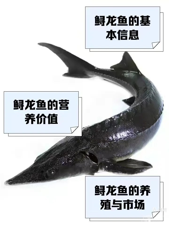 生態(tài)鱘龍魚價(jià)格