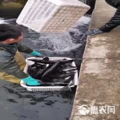 生態(tài)鱘龍魚價(jià)格