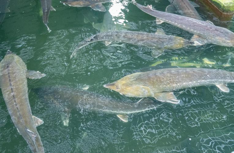 生態(tài)鱘龍魚價(jià)格