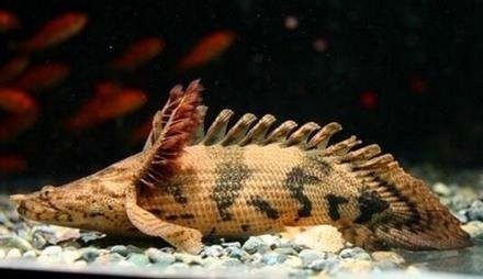 虎紋恐龍魚能長多大圖片視頻 虎紋恐龍魚能長多大圖片視頻 龍魚百科 第3張