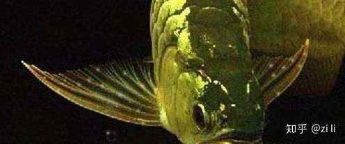 龍魚浮頭是否需要停食(龍魚浮頭是否需要停食取決于浮頭的具體原因) 龍魚百科 第2張 龍魚浮頭是否需要停食(龍魚浮頭是否需要停食取決于浮頭的具體原因) 龍魚浮頭是否需要停食(龍魚浮頭是否需要停食取決于浮頭的具體原因) 龍魚百科 第2張