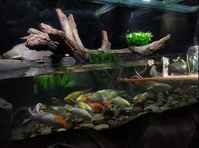 巨骨舌魚批發(fā)：巨骨舌魚的養(yǎng)殖技術