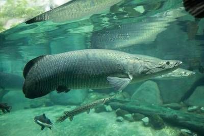 巨骨舌魚批發(fā)：巨骨舌魚的養(yǎng)殖技術