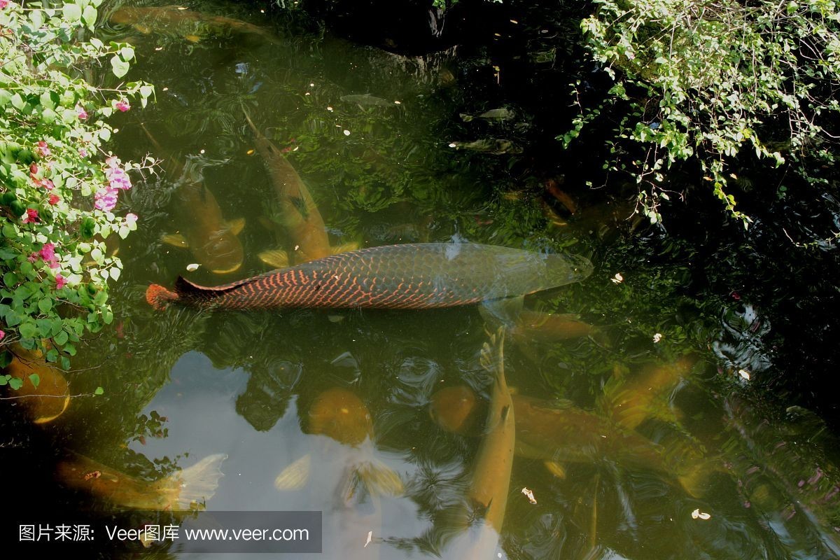 巨骨舌魚批發(fā)：巨骨舌魚的養(yǎng)殖技術