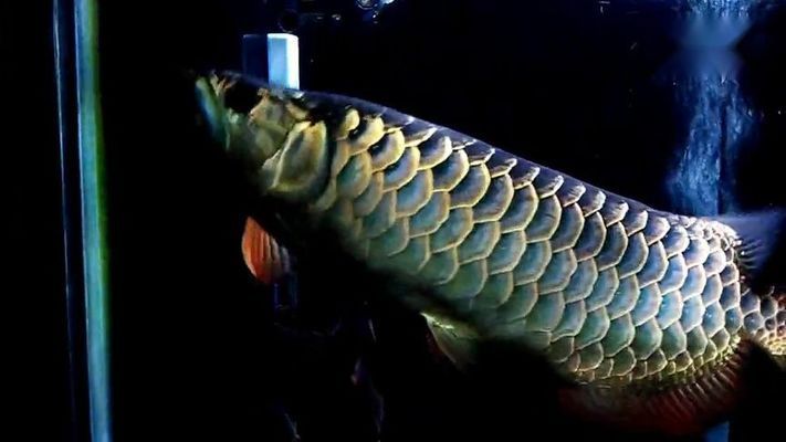 龍魚缸黑底黑背景視頻：如何拍攝龍魚缸高清視頻