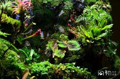 一米魚缸造景圖片 一米魚缸造景圖片 龍魚百科 第1張