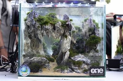 一米魚缸造景圖片 一米魚缸造景圖片 龍魚百科 第3張