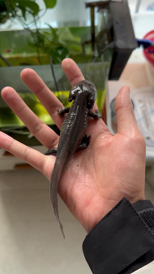 恐龍魚(yú)的圖片才能長(zhǎng)出來(lái)嗎