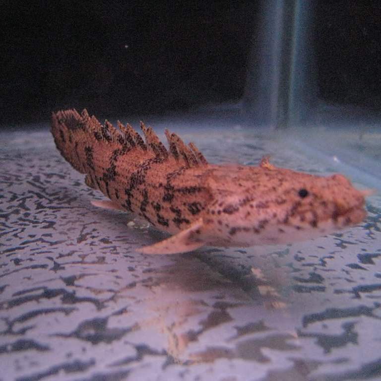 恐龍魚(yú)的圖片才能長(zhǎng)出來(lái)嗎