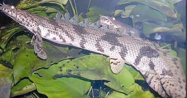 恐龍魚的圖片才能長出來嗎