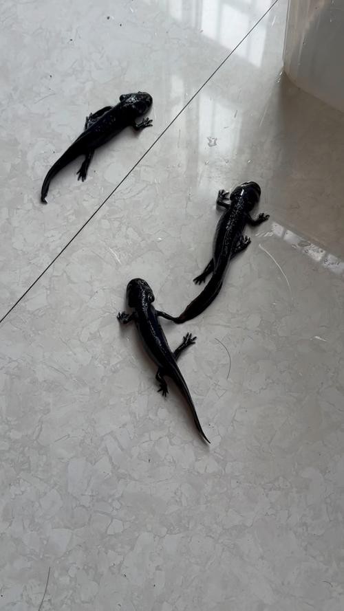 恐龍魚(yú)的圖片才能長(zhǎng)出來(lái)嗎
