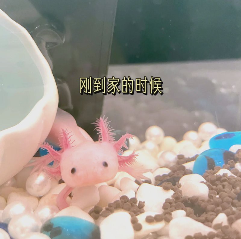 六角恐龍魚需要什么樣的過濾系統(tǒng)？